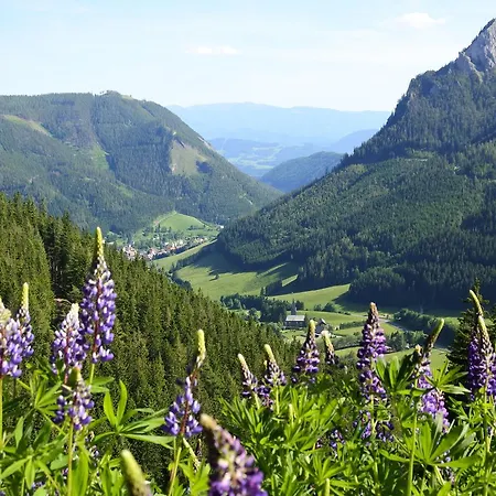 Alpenstern