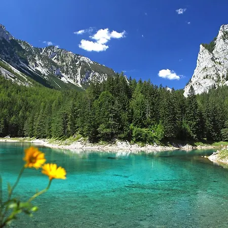 Alpenstern *